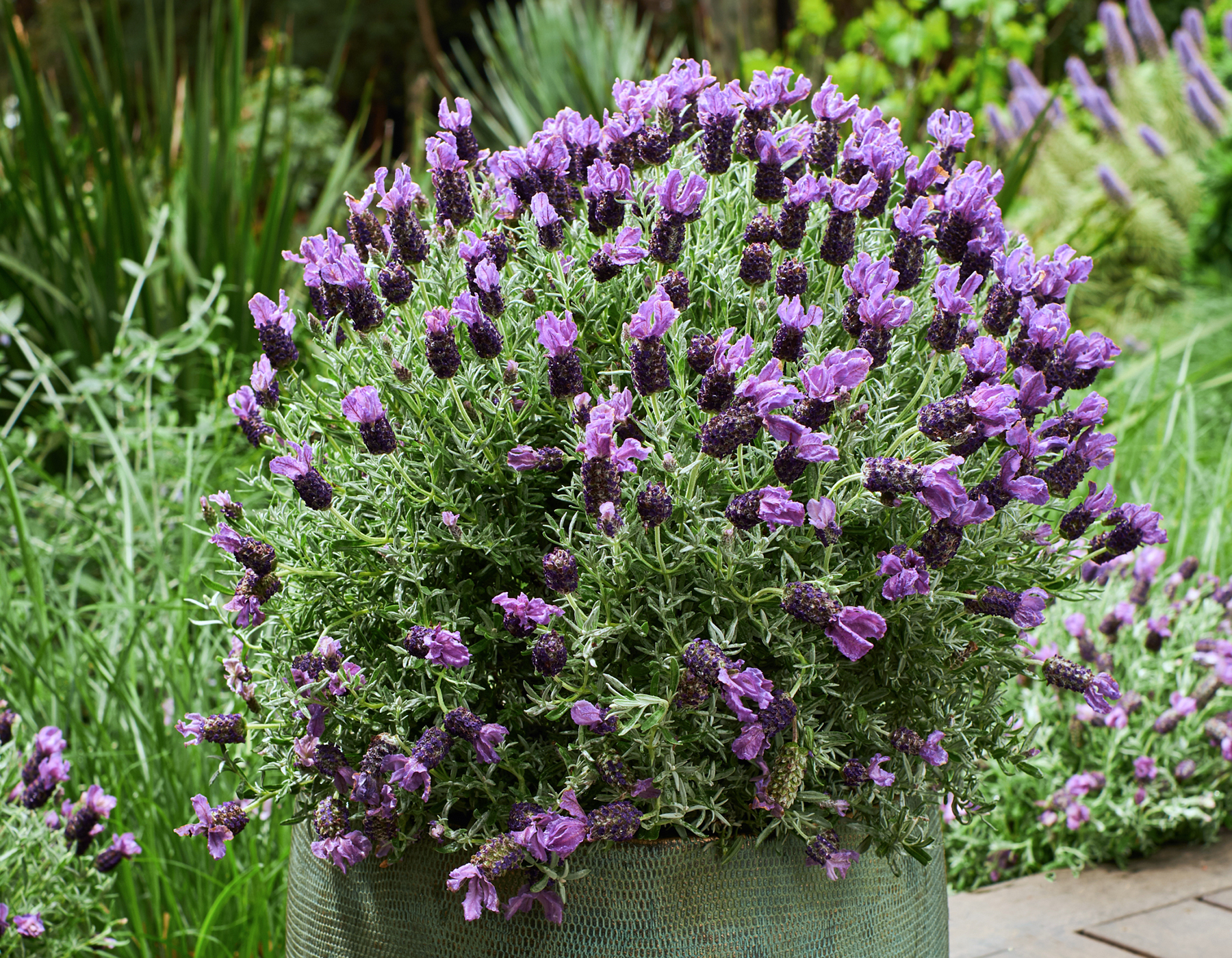 Lavender Frost™ Purple Lavandula | Bloomables