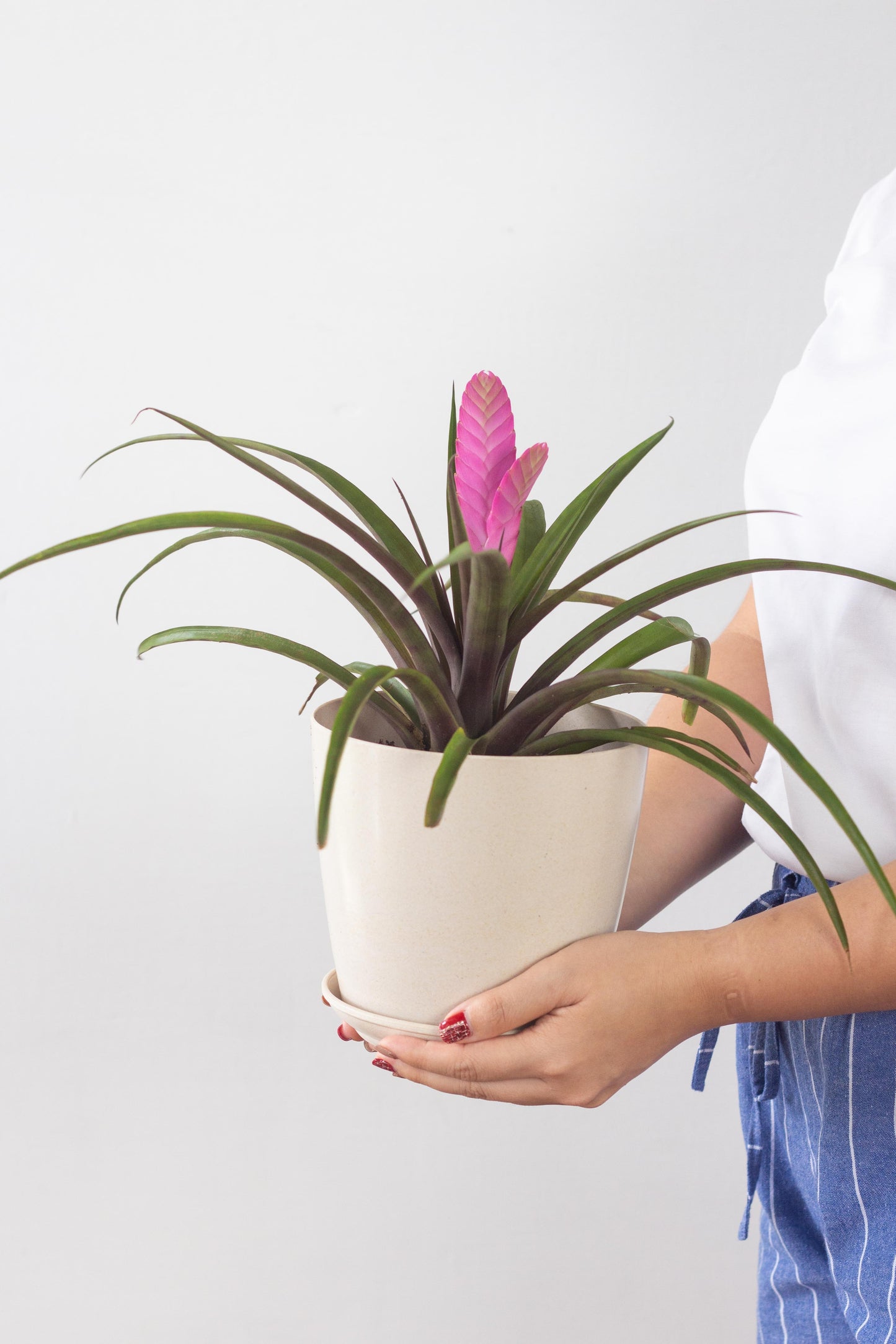 Tillandsia Cyanea – Bloomspace