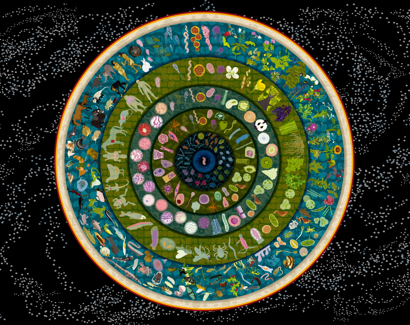 生命誌マンダラ | JT生命誌研究館