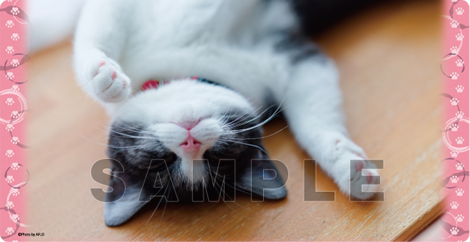 ブロッコリートレカアイテムくじEX「猫これくしょん」 | TCG