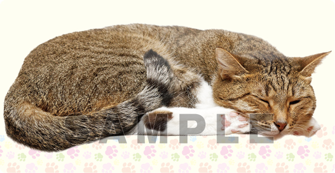 ブロッコリートレカアイテムくじEX「猫これくしょん」 | TCG