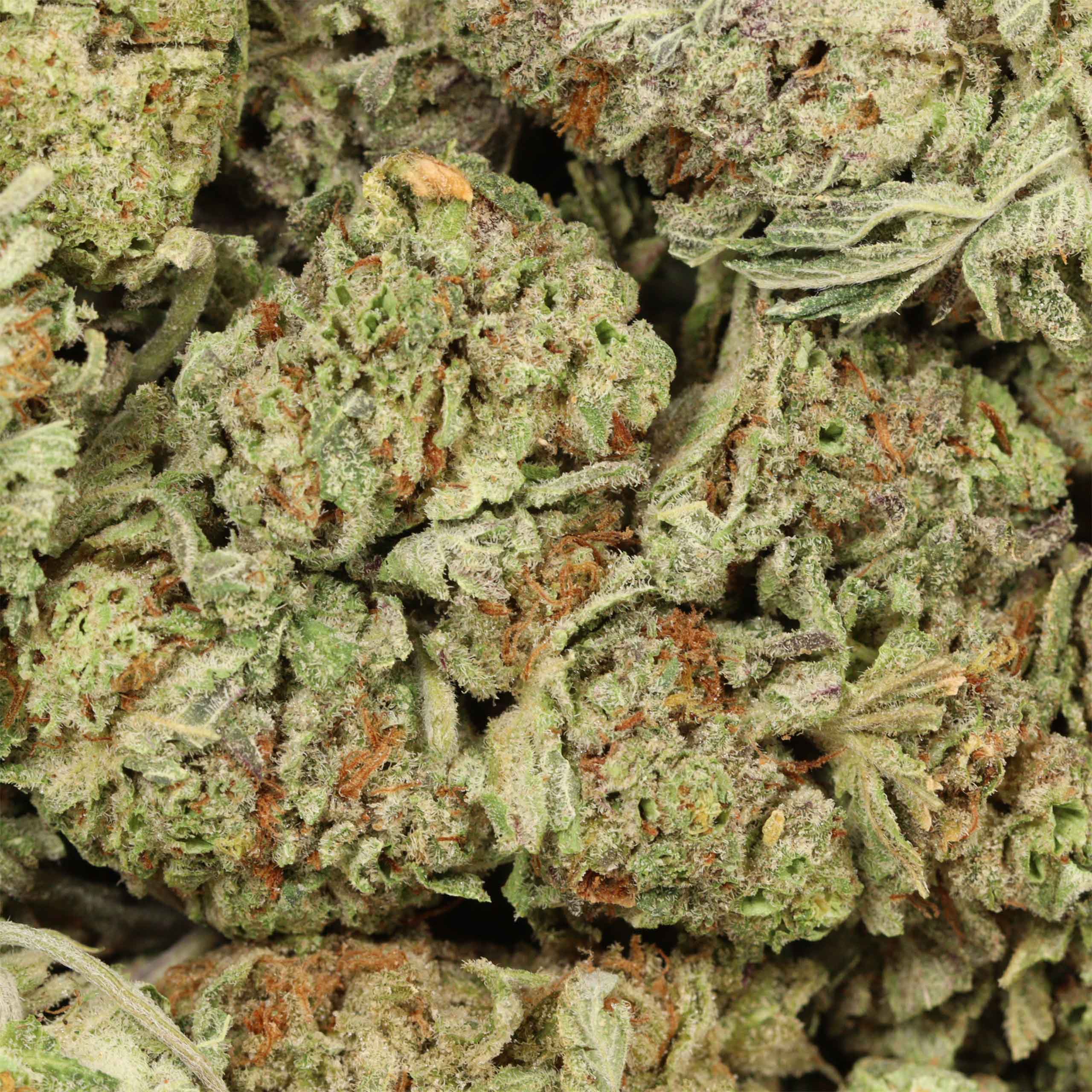Yoda OG Strain | Online Dispensary Canada | Bulk Buddy We