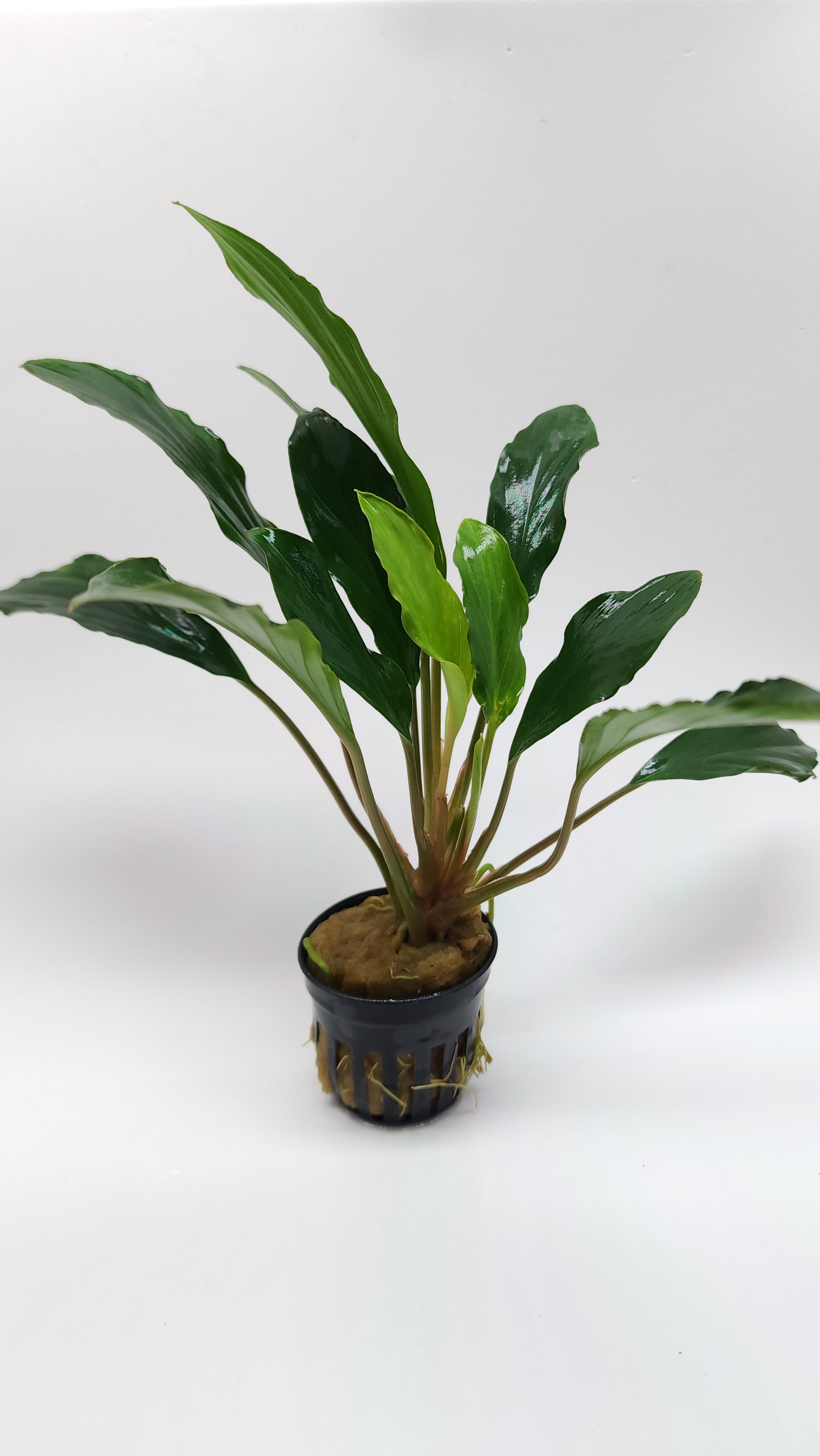 Homalomena sp. Silver – Bucep Boutique