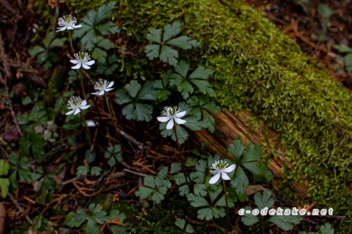 希少植物の群生地を尋ねて-某山中にひっそりと咲くバイカオウレン-