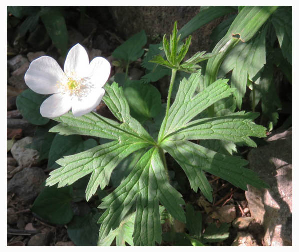 Go!伊勢崎 我が家のアネモネ・カナデンシス（カナダ二輪草）