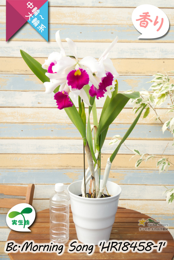 初夏咲き中大輪カトレア】Bc.Morning Song 'HR18458-1'（実生株