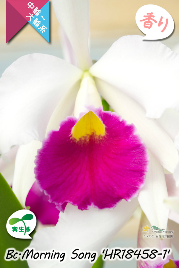 初夏咲き中大輪カトレア】Bc.Morning Song 'HR18458-1'（実生株