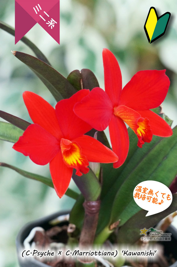 原種のような雰囲気もあるミニカトレア】(C.Psyche ? C.Marriottiana