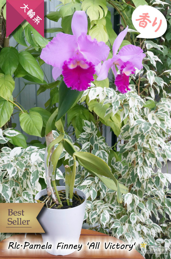 極大輪ラベンダー系カトレア】Rlc.Pamela Finney 'All Victory'（交配