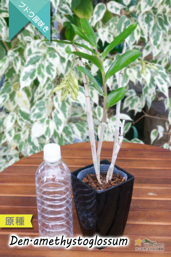 アメジスト色のリップがワンポイントな房咲きデンドロ原種】Dendrobium