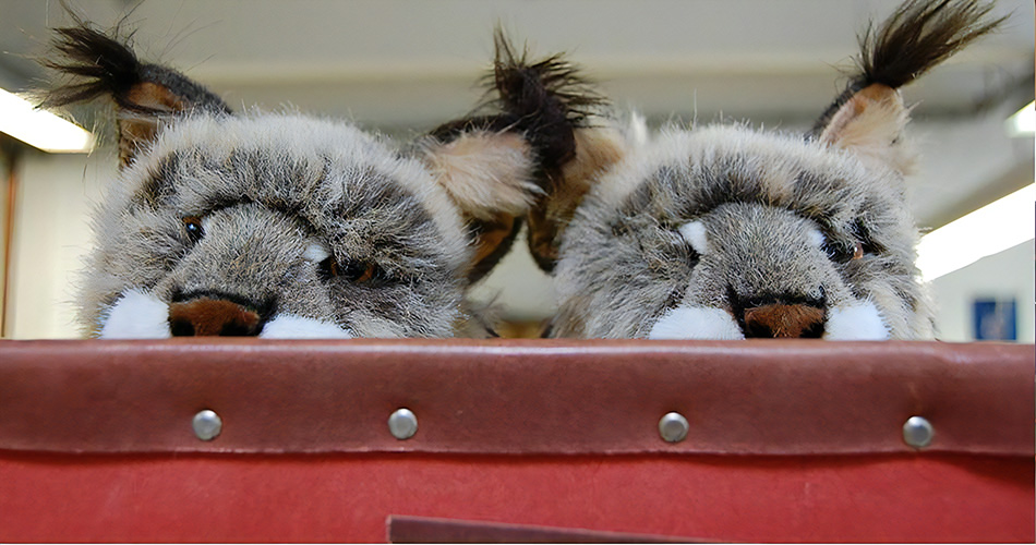 koesen ケーセン社 動物ぬいぐるみ 通販/木のおもちゃ がりとん(galiton)