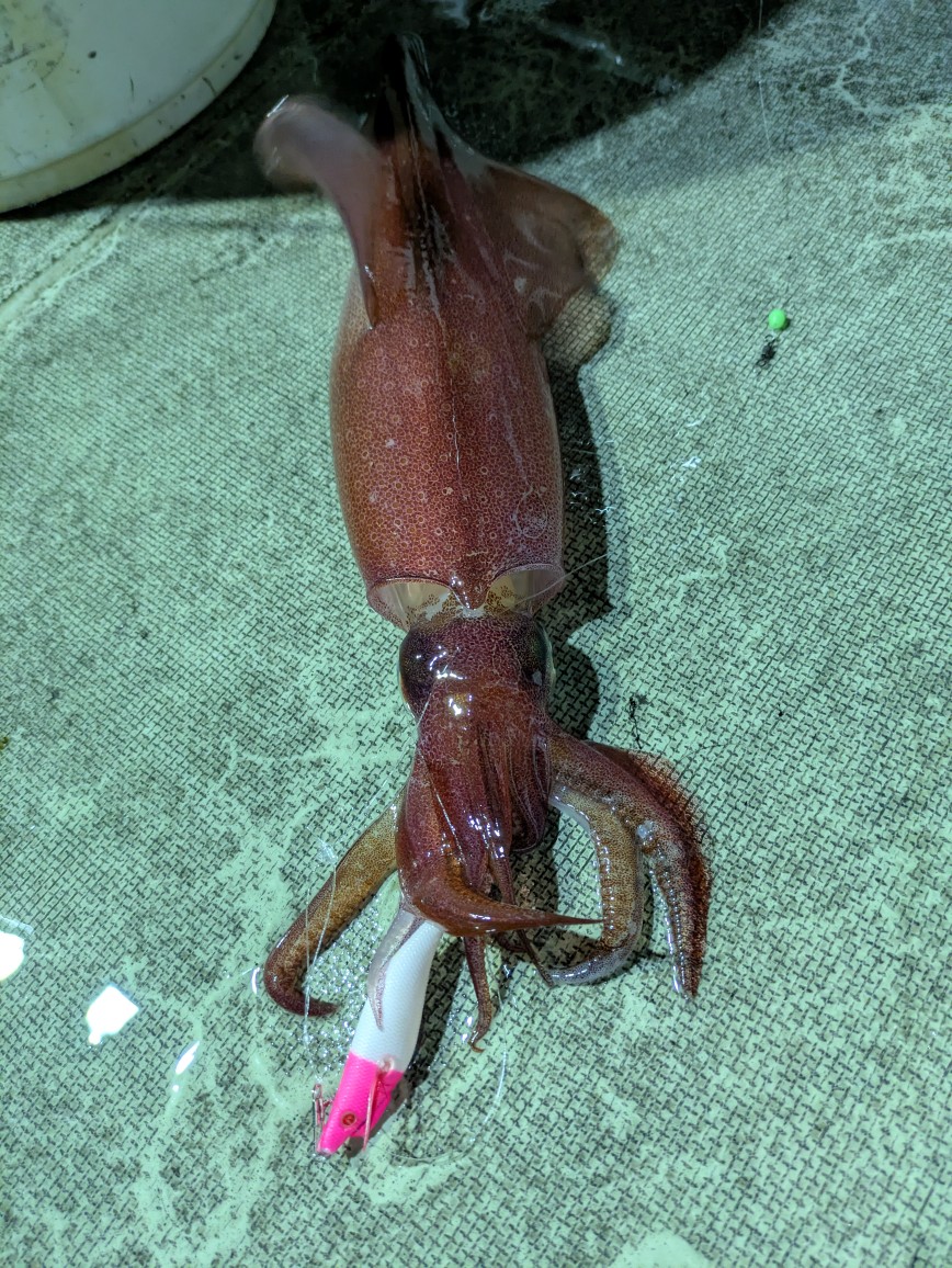 東北日本海エリアのケンサキイカ新規開拓(新潟県村上市) | がまかつ