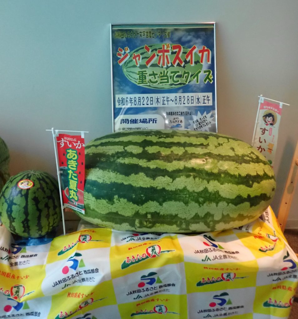 ホッキョクグマへジャンボスイカプレゼント→終了しました – 男鹿水族館GAO