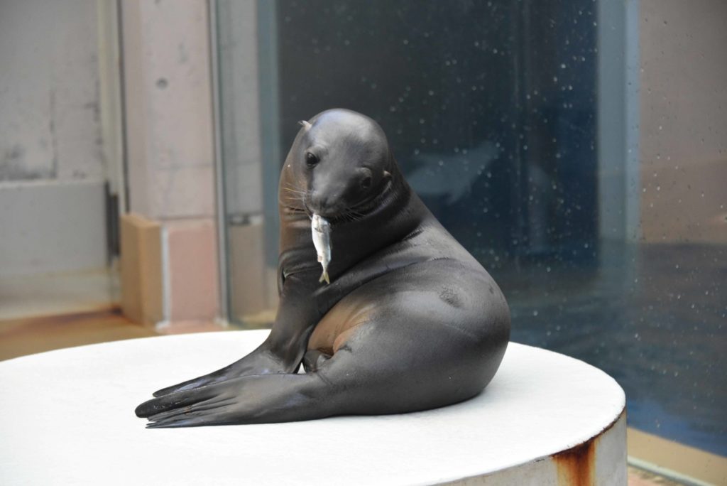 3頭模様 – 男鹿水族館GAO