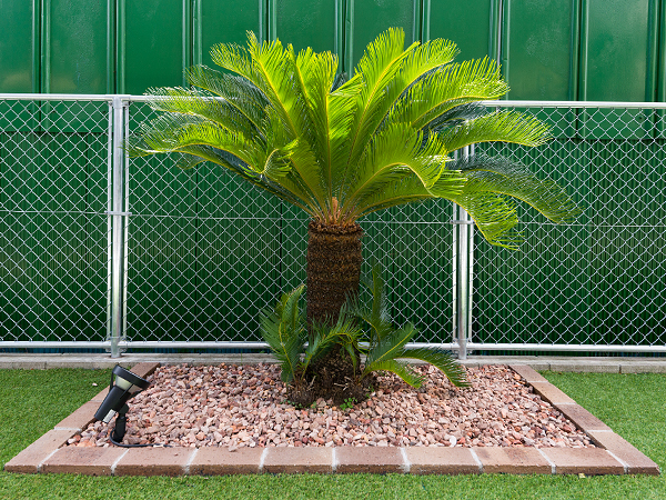 ソテツの木の特徴や育て方のポイントのご紹介 | 外構工事のガーデンプラス