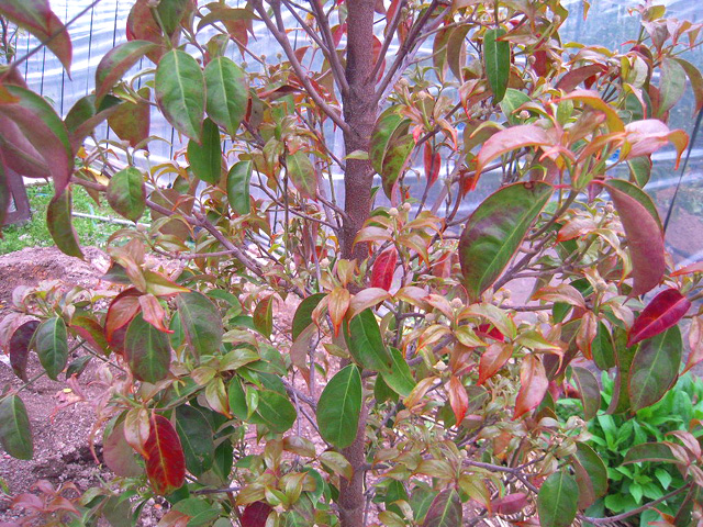 ヤマボウシ（山法師）の手入れや剪定 | 宮原福樹園