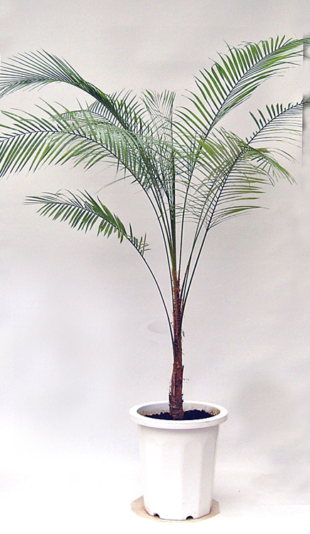 ブラジルヒメヤシ 観葉植物・販売[GDP]