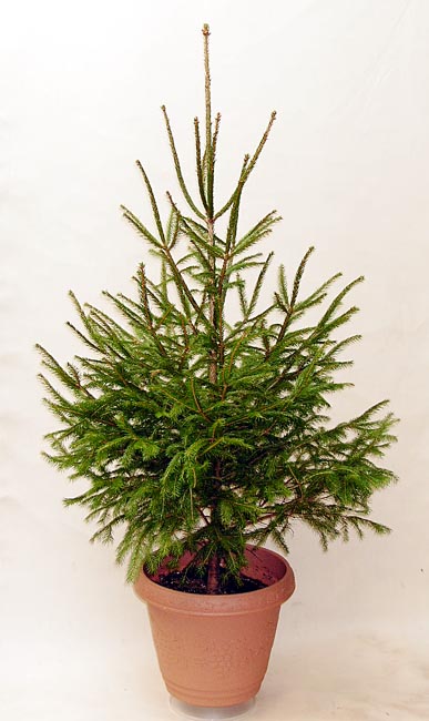 ドイツトウヒ/コニファー・クリスマスツリー