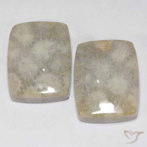 化石サンゴ：化石サンゴの宝石を購入する-手頃な価格