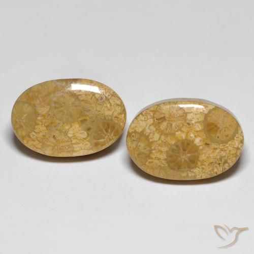 化石サンゴ：化石サンゴの宝石を購入する-手頃な価格