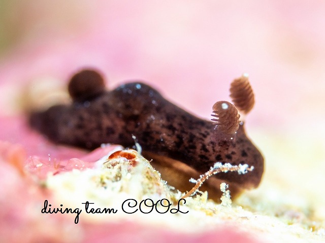 ハラックサウミウシ｜沖縄マクロダイビングはクールで！