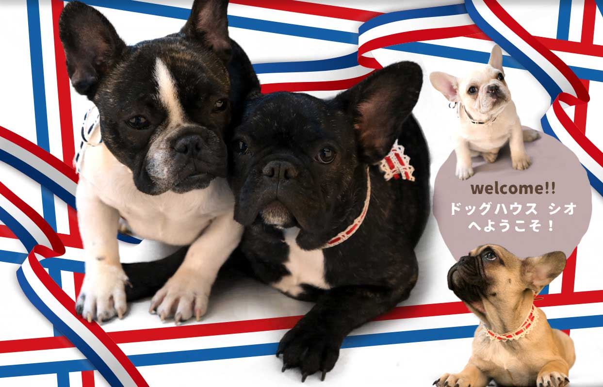 フレンチブルドッグブリーダー｜埼玉県深谷市ドッグハウス シオ | 埼玉