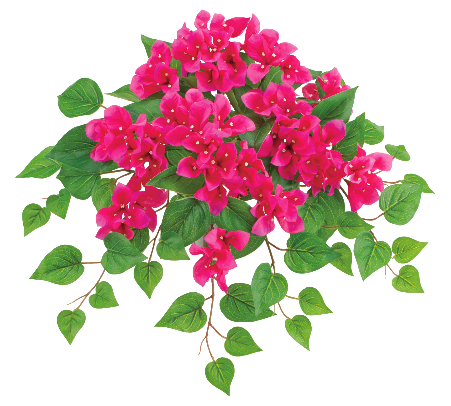 UVブーゲンビリアブッシュ（*）（商品詳細）| 株式会社ドガ