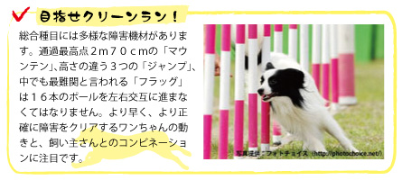 ドッグスポーツ・エクストリーム