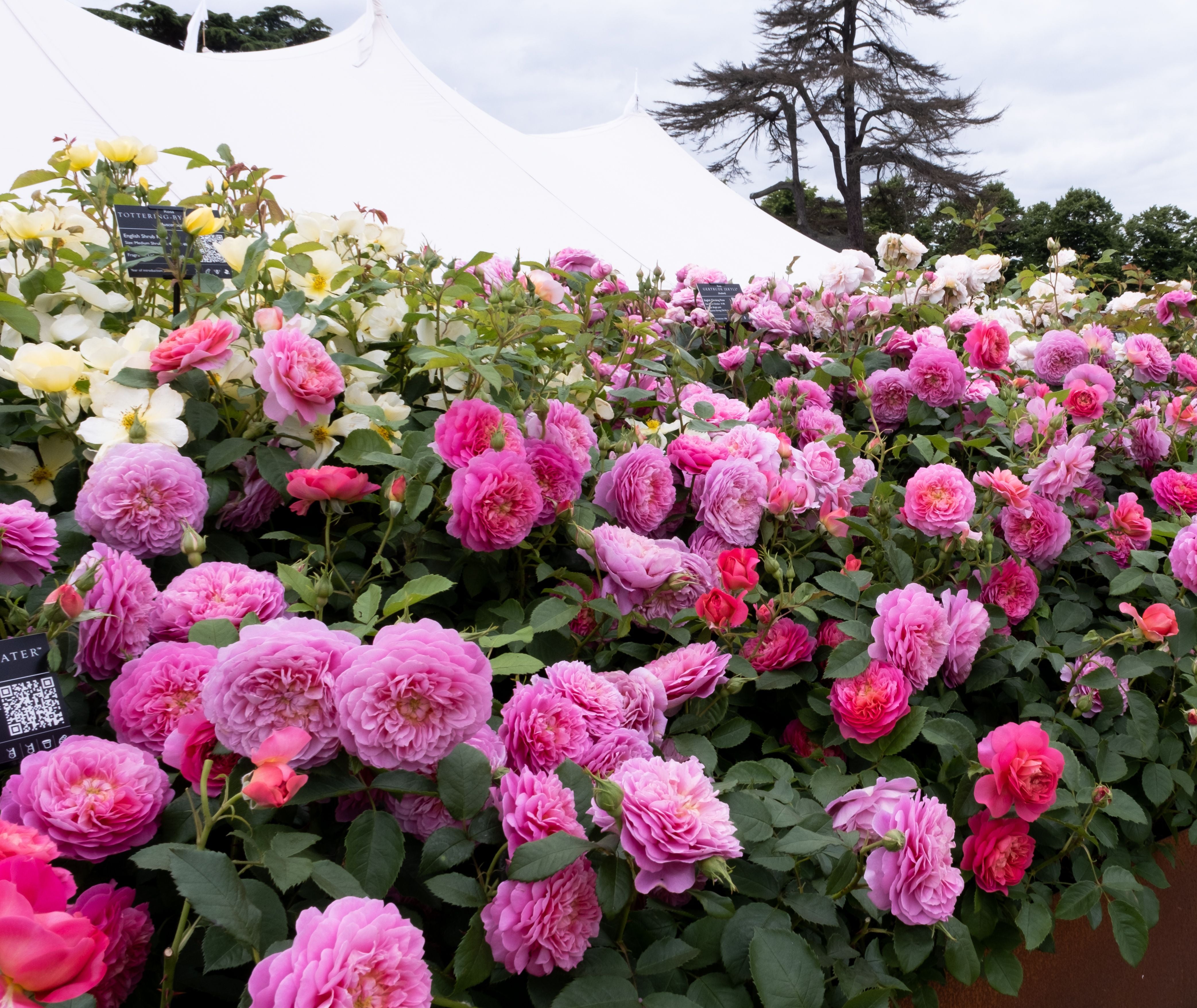 エマ・ブリッジウォーター - Emma Bridgewater (Ausb44a16) – David