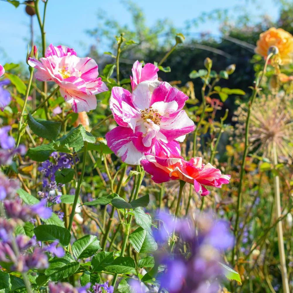 ザ・キングズ・ローズ - The King's Rose (Ausa27a16) – David Austin