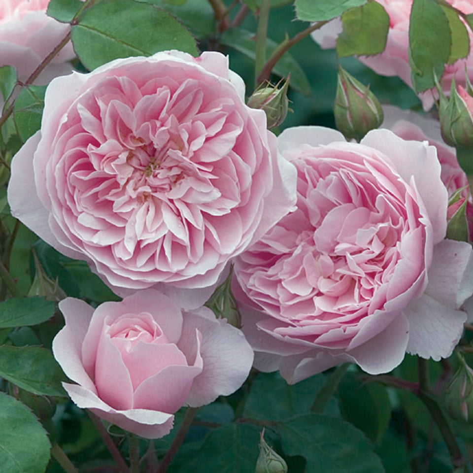 ウィズレー2008 裸苗- Wisley® 2008(Ausbreeze) – David Austin Roses