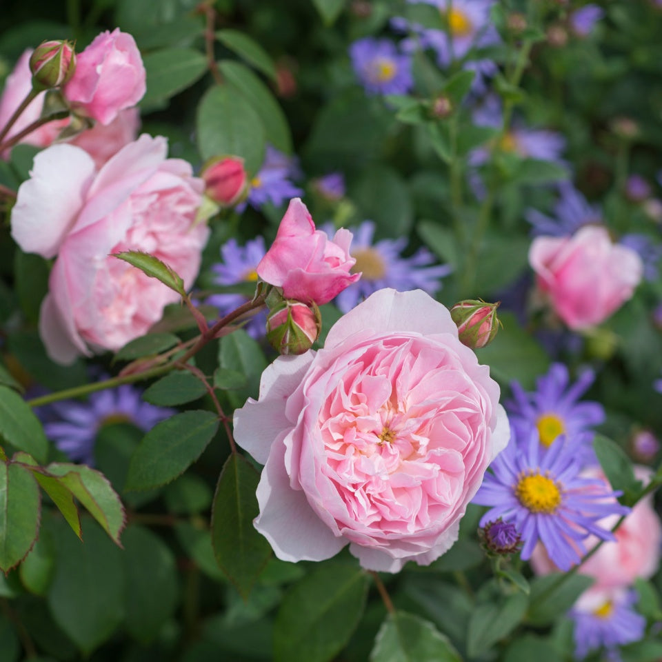 ウィズレー2008 裸苗- Wisley® 2008(Ausbreeze) – David Austin Roses