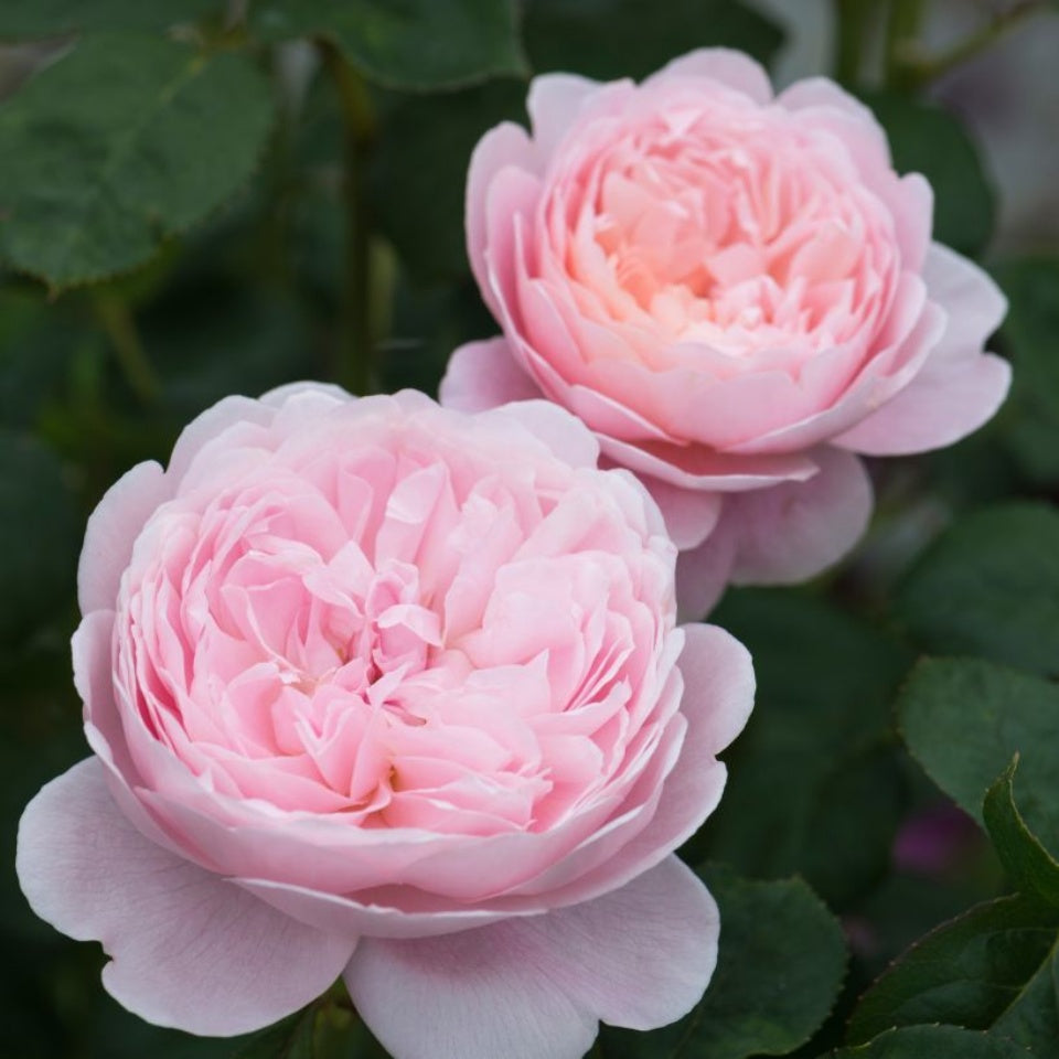 切花 – David Austin Roses Japan