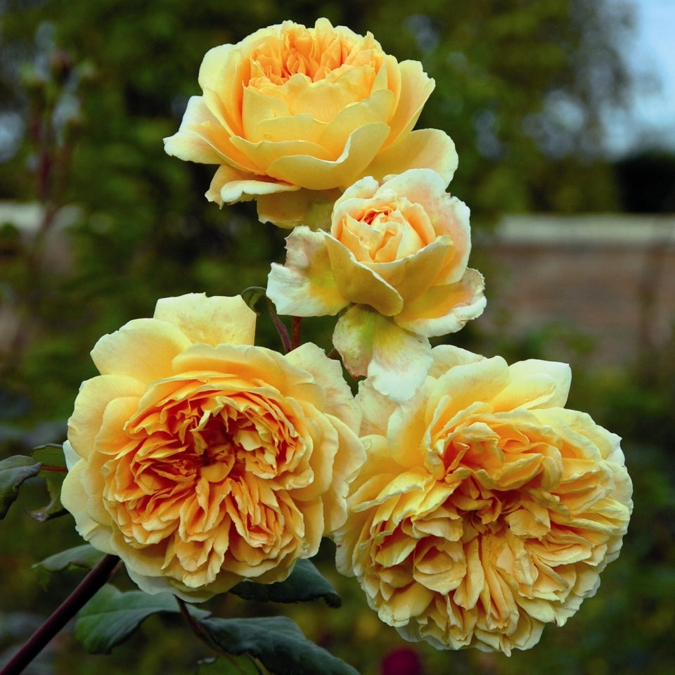 クラウン・プリンセス・マルガリータ 鉢苗 - Crown Princess Margareta