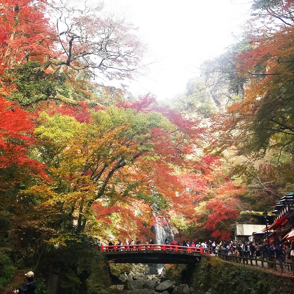 紅葉×滝の絶景をお近くで | DAIHATSU DESIGN | ダイハツ工業株式会社