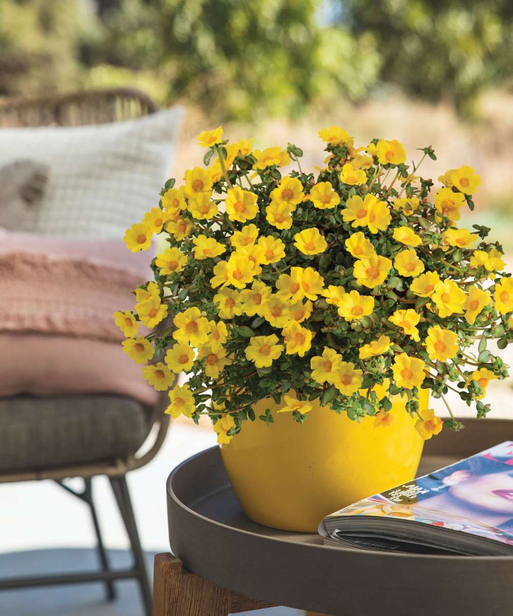 MEGA PAZZAZ™ series - Danziger