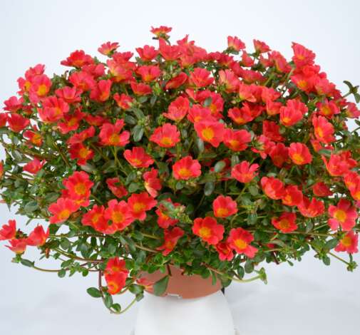 MEGA PAZZAZ™ Red - Danziger