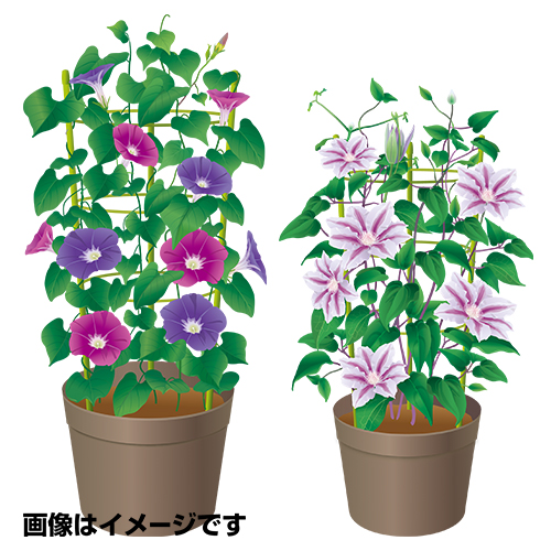 花と野菜のワンタッチ支柱 4号鉢 DCM 鉢物・観葉支柱 支柱高さ45cm
