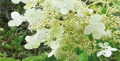 レアゴールドシリーズ｜ドクターデヴィアス化粧品