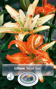 Lilium Double-Asiatic Must See | Capper 15 x 3 - De Vroomen US