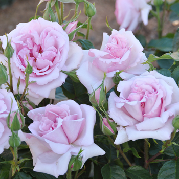 IMAGINE LA ROSE〜 Dorieuxのバラ | デルバールJAPON