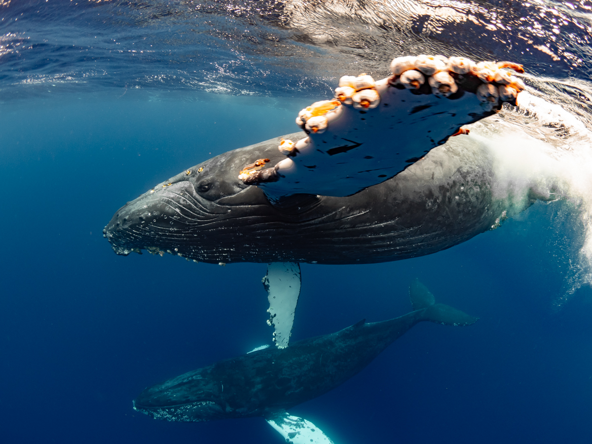 2024 ホエールスイム 19日目・親子クジラに再会 | Dive Linker (沖縄