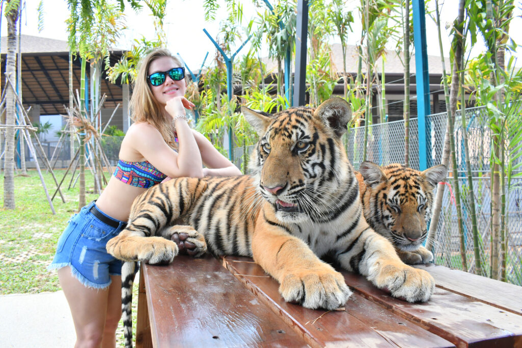 タイガーパークプーケット｜本物のトラとふれあえる特別な体験を安全に