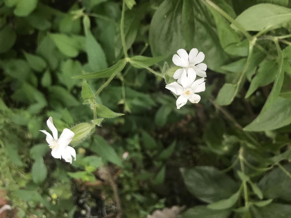 小庭に咲く初夏の白い花たち - ナチュラルガーデニング日和 ～nobaraの