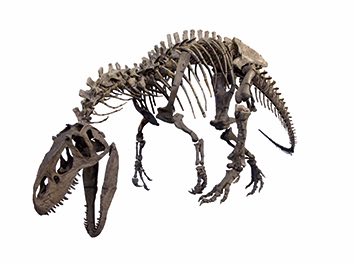 FPDM: 標本データベース - アロサウルス・フラギリス