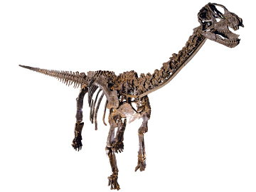 FPDM: 標本データベース - カマラサウルスの一種