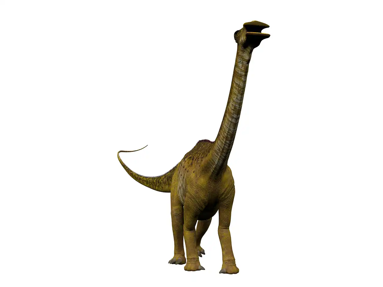 ニジェールサウルス（Nigersaurus） | 探そう！好きな恐竜