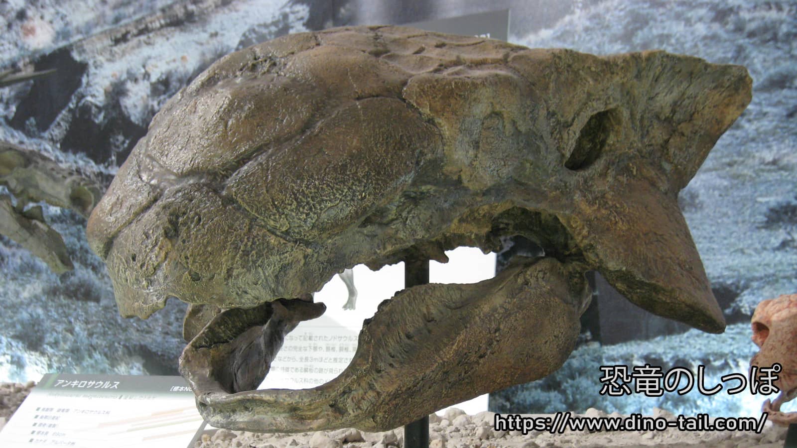 アンキロサウルス | 恐竜のしっぽ -図鑑-
