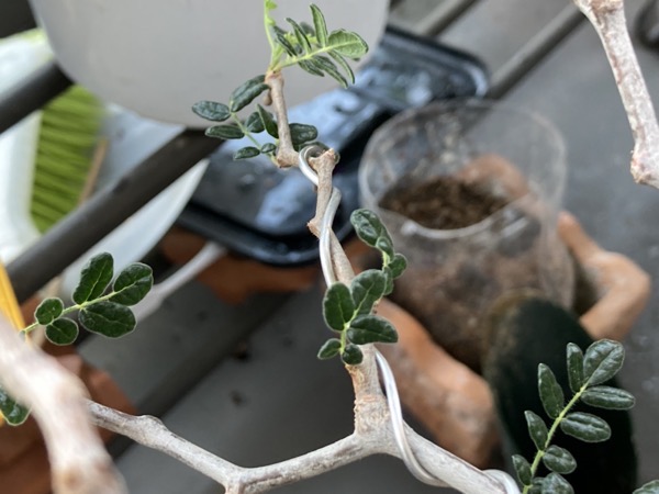 コミフォラ・モンストローサ成長記録（2） | Mi pequeño jardín