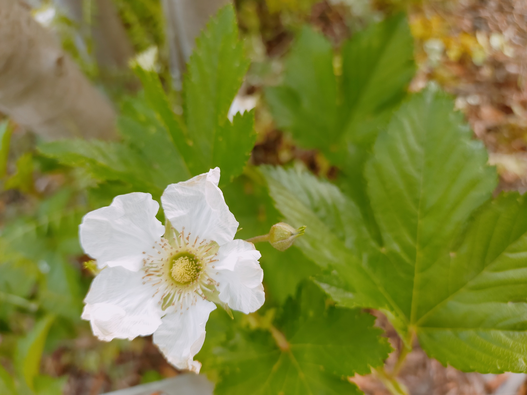 リュウカデンドロン ”サマーサン”